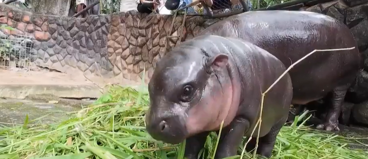 Moo Deng hippo image
