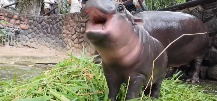 hippo Moo Deng image