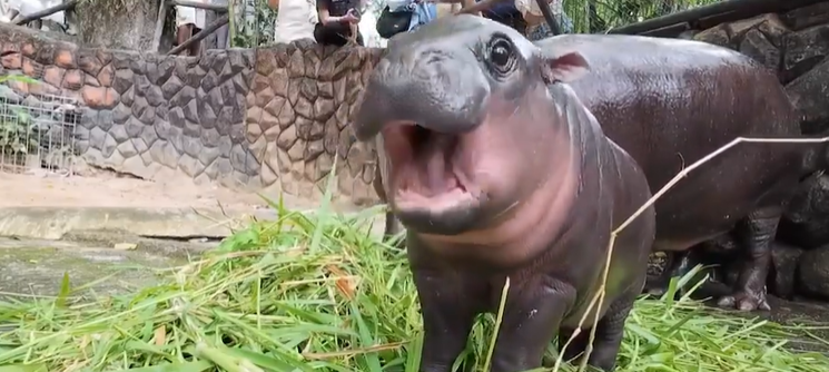 baby hippo image