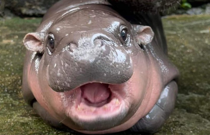 hippo Moo Deng picture